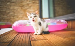 【博狗扑克】強國猛乳!「白奶舔舔妹」性感開腿捧乳,示範「最狂吊帶褲」穿法!