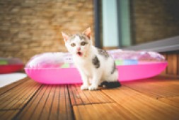 【博狗扑克】直播