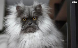 【博狗扑克】网红猫咪Juno因天生生气脸走红 猫咪照片被扒